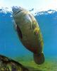 West Indian Manatee (Trichechus manatus)