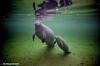 West Indian Manatee mother and calf (Trichechus manatus)