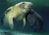 West Indian Manatee mother and calf (Trichechus manatus)