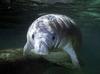 West Indian Manatee (Trichechus manatus)