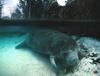 West Indian Manatee (Trichechus manatus)