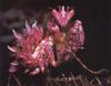 Pink Flower Praying Mantis