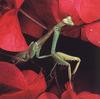 Praying Mantis