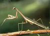 Praying Mantis