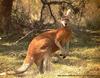 Red Kangaroo (Macropus rufus)