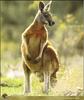 Red Kangaroo (Macropus rufus)