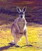 Red Kangaroo (Macropus rufus)