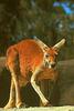 Red Kangaroo (Macropus rufus)