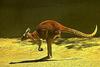 Red Kangaroo (Macropus rufus)