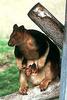 Bennett's Tree Kangaroo (Dendrolagus bennettianus)