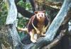 Goodfellow's Tree Kangaroo (Dendrolagus goodfellowi)