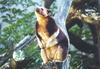 Goodfellow's Tree Kangaroo (Dendrolagus goodfellowi)