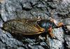 Periodical Cicada (Magicicada sp.)