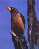 Red-billed Oxpecker (Buphagus erythrorhynchus)