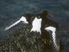 Eurasian Oystercatcher (Haematopus ostralegus)