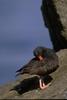 Black Oystercatcher (Haematopus bachmani)