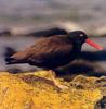 Magellanic Oystercatcher (Haematopus leucopodus)