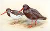 South Island Oystercatcher (Haematopus finschi) & Sooty Oystercatcher (Haematopus fuliginosus)