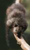 Luzon Bushy-tailed Cloud Rat (Crateromys heaneyi)