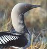 Arctic Loon (Gavia arctica)