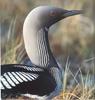 Pacific Loon (Gavia pacifica)