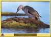 Red-throated Loon (Gavia stellata)