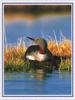 Red-throated Loon (Gavia stellata)