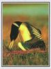 Yellow-billed Loon (Gavia adamsii)