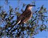 Northern Mockingbird (Mimus polyglottos)