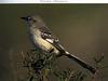 Northern Mockingbird (Mimus polyglottos)