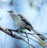 Northern Mockingbird (Mimus polyglottos)