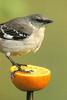 Northern Mockingbird (Mimus polyglottos)