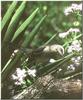 Northern Mockingbird (Mimus polyglottos)