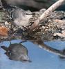 Northern Mockingbird (Mimus polyglottos)