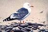 Great Black-backed Gull (Larus marinus)