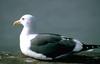 Great Black-backed Gull (Larus marinus)