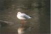 Black-headed Gull (Larus ridibundus)