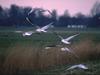 Black-headed Gull flock in flight  (Larus ridibundus)