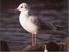 Black-headed Gull (Larus ridibundus)