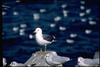 Black-tailed Gull (Larus crassirostris)