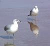 Common Gull (Larus canus)