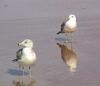 Common Gull (Larus canus)