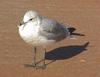 Common Gull (Larus canus)