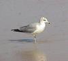 Common Gull (Larus canus)