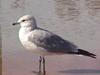 Common Gull (Larus canus)