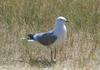 Common Gull (Larus canus)