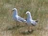 Common Gull pair (Larus canus)