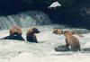 Bears & Glaucous Gull (Larus hyperboreus)