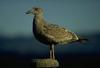 Glaucous-winged Gull (Larus glaucescens)