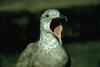 Glaucous-winged Gull (Larus glaucescens)